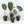 Alocasia longiloba 'Grandis' *Grower's choice*