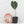 Alocasia longiloba 'Grandis' *Grower's choice*