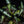 Alocasia 'Bambino' aurea variegated *Grower's choice*