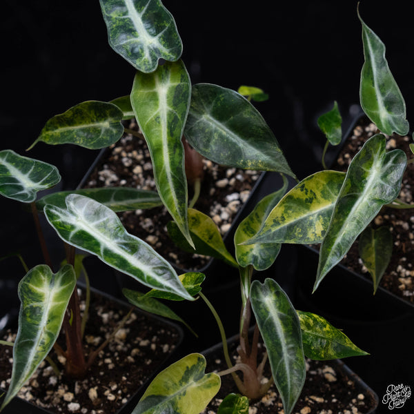 Alocasia 'Bambino' aurea variegated *Grower's choice*