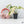Philodendron gloriosum variegated *Type 2* *Grower's Choice*