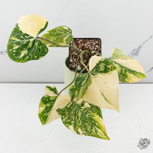Philodendron gloriosum variegated *Type 2* *Grower's Choice*