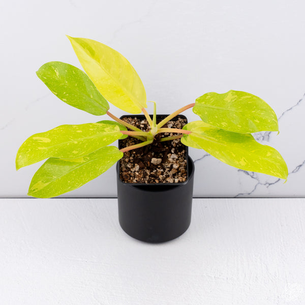 Philodendron 'Golden Goddess' Marble Variegated *Grower's Choice*