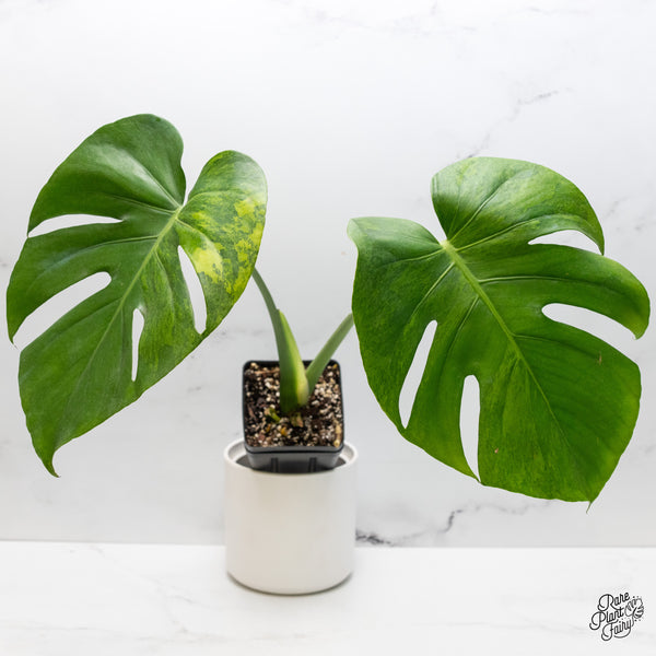 Monstera Deliciosa 'Green on Green' (GOG) Variegated (Large Form) *Grower's Choice*