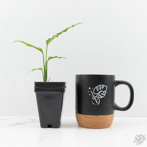 Monstera Obliqua 'Peru' *Grower's Choice*