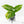 Syngonium 'Scrambled Eggs' *Grower's Choice*