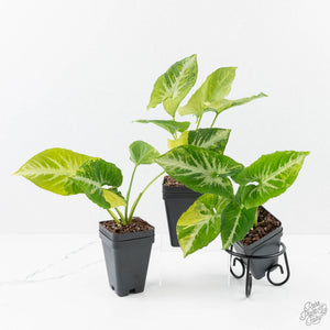 Syngonium 'Scrambled Eggs' *Grower's Choice*