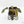 Philodendron gigas *Grower's Choice*