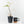 Philodendron gloriosum variegated *Type 2* *Grower's Choice*
