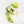 Philodendron gloriosum variegated *Type 2* *Grower's Choice*