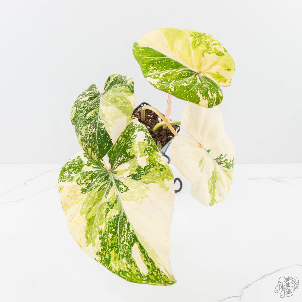 Philodendron gloriosum variegated *Type 2* *Grower's Choice*