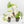 Philodendron gloriosum variegated *Type 2* *Grower's Choice*