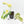 Philodendron Bipennifolium Variegated 'Violin' *Grower's Choice*