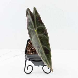 Alocasia longiloba ‘Purple’