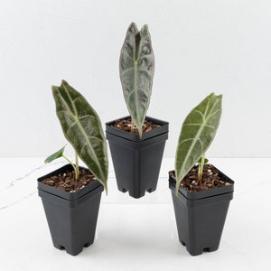 Alocasia longiloba ‘Purple’