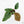 Anthurium radicans × luxurians *Grower's Choice*