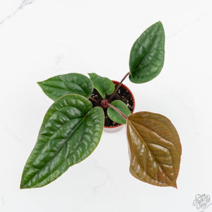 Anthurium radicans × luxurians *Grower's Choice*
