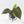 Anthurium Portillae ‘NSE Dewey Fisk’ *Grower's Choice*