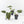 Anthurium Portillae ‘NSE Dewey Fisk’ *Grower's Choice*