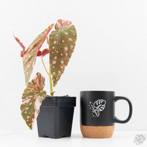 Begonia maculata pink variegated *Growers Choice*