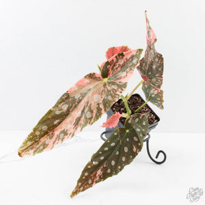 Begonia maculata pink variegated *Growers Choice*