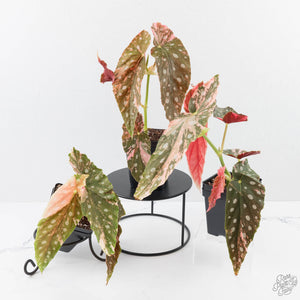 Begonia maculata pink variegated *Growers Choice*