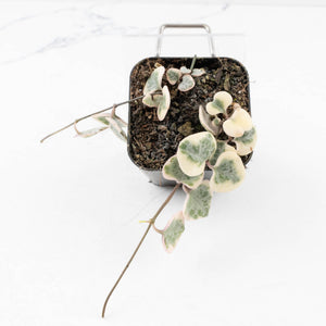 Ceropegia woodii variegated (aka String of Hearts variegated)