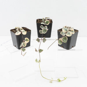 Ceropegia woodii variegated (aka String of Hearts variegated)