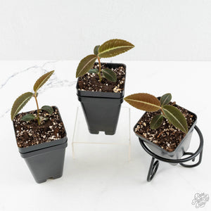 Labisia sp. Riau *Grower's Choice*