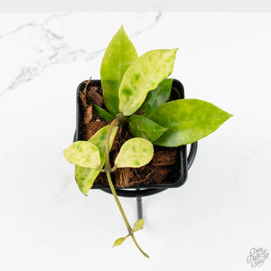 Hoya lacunosa 'Amarillo' *Grower's Choice*