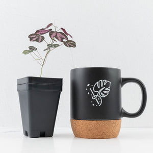 Passiflora Trifasciata *Grower's Choice*