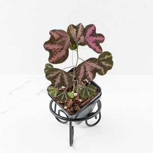 Passiflora Trifasciata *Grower's Choice*