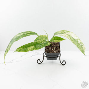 Rhaphidophora foraminifera variegated *Grower's Choice*