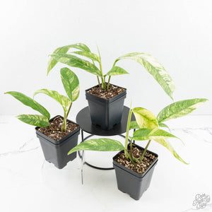 Rhaphidophora foraminifera variegated *Grower's Choice*