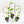 Scindapsus rubicon variegated *Grower's Choice*