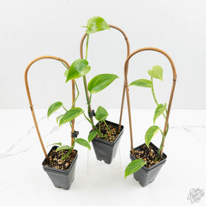 Scindapsus rubicon variegated *Grower's Choice*