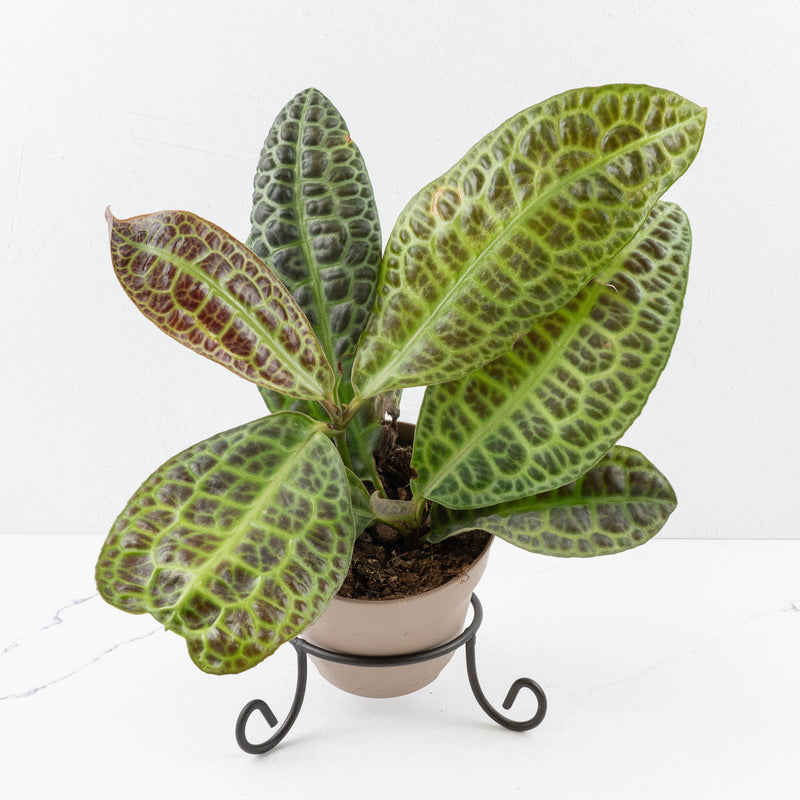 Labisia sp. 'Turtle Back'