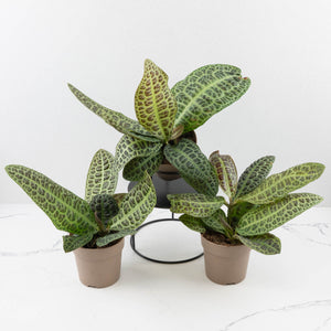 Labisia sp. 'Turtle Back'