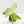 Alocasia odora batik variegated *Grower's Choice*