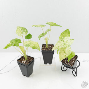 Alocasia odora batik variegated *Grower's Choice*
