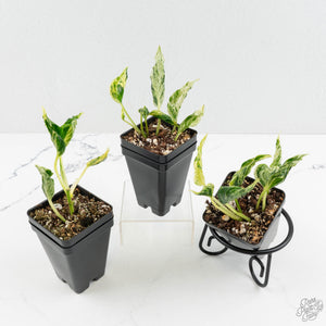 Epipremnum Teruno 'Love Song' *Grower's Choice*