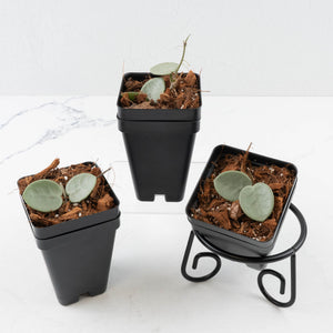 Hoya Mathilde 'Grey Fairy'