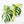 Monstera Deliciosa Mint Variegated NOID (Intermediate Form) *Grower's Choice*