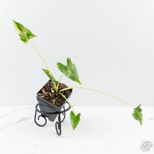 Alocasia ‘Crinkles’ Albo Variegated
