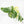 Monstera Deliciosa Mint Variegated NOID (Intermediate Form) *Grower's Choice*