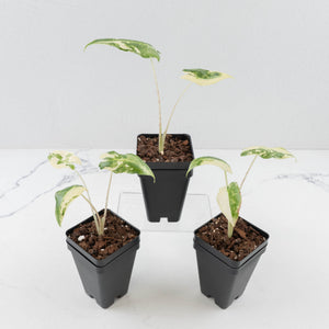 Alocasia Sarian Albo Variegated