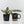 Labisia sp. 'Turtle Back'