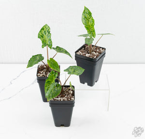 Alocasia 'Shattered Glass'  *Grower's Choice*