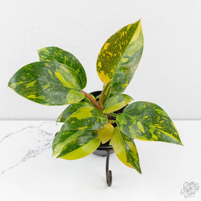 Philodendron 'Green Congo Nuclear variegated *Grower's Choice*