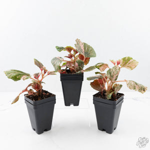 Begonia cucullata pink variegated *Growers Choice*
